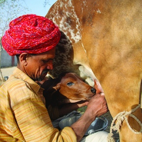 ILRI emphasizes role of smallholders in future livestock development and innovation at India agricultural conference