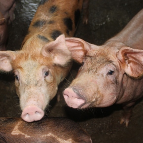Tata Trusts team visit to ILRI Vietnam opens door for cooperation in pig production