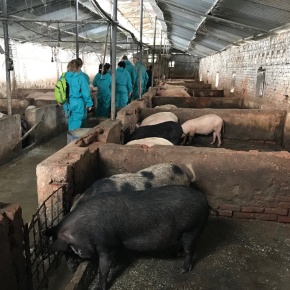 First-of-its-kind study assesses antibiotic use in Vietnamese pig farms