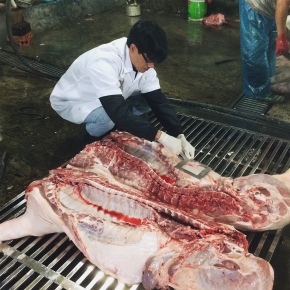 Nghiên cứu mới cho thấy khả năng kháng kháng sinh của vi khuẩn Salmonella trong các mẫu thịt lợn tại các cửa hàng bán lẻ và cơ sở giết mổ ở Việt Nam