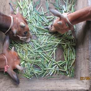 New One CGIAR initiative to transform livestock productivity, nutrition and gender inclusion in northwest Vietnam